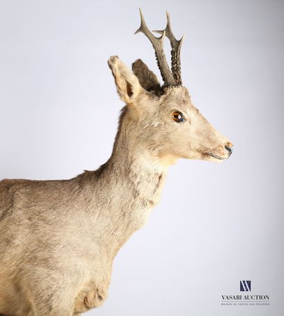 null Male deer (Capreolus capreolus, not regulated)A standing on a wooden base.

Height...
