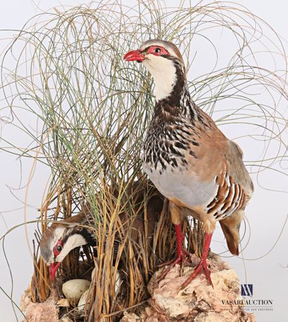 null Pair of red partridges (Alectoris rufa, not regulated) on a base decorated with...