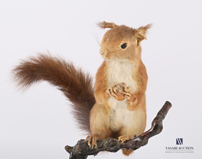 null 
Squirrel (Sciurus vulgaris) with hazelnut on stump, early taxidermy, 1950s/1960s.




(wear...