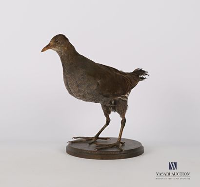 null 
Water rail (Rallus Aquaticus, pre-regulation) on wooden base 




Height :...