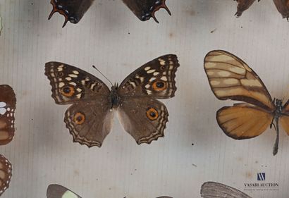 null Boîte entomologique vitrée contenant dix-huit papillons en présentation muséum

(rousseurs...