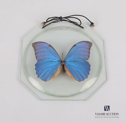 null Octagonal glass frame with a curved circular view containing a butterfly.

18,5...