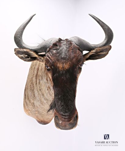 null Head in a blue wildebeest cape (Connochaetes taurinus, not regulated) 

Height...