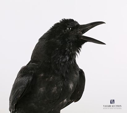 null Black crow (Corvus corone, not regulated) on a wooden base

Height : 40 cm Height...