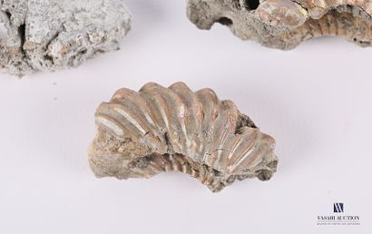 null Ensemble de trois fossiles (Hoplites et Beudanticeras)

Long. : de 4 à 6,5 ...