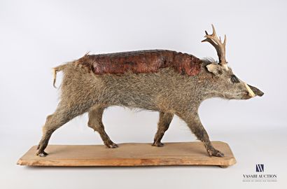 null Chimera on the base of a marcassin (Sus scrofa, unregulated), with antlers of...