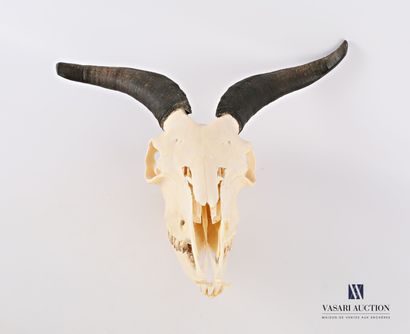 null Complete skull of a billy goat (Capra aegagrus hircus, not regulated) 

Height...