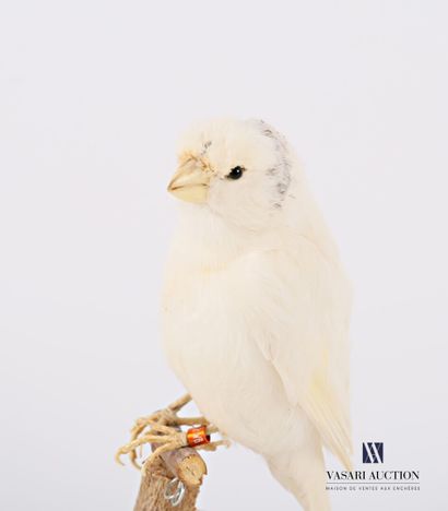 null Canary taxidermy (Serinus Canaria domesticus) with a ring numbered NB 16 7R...