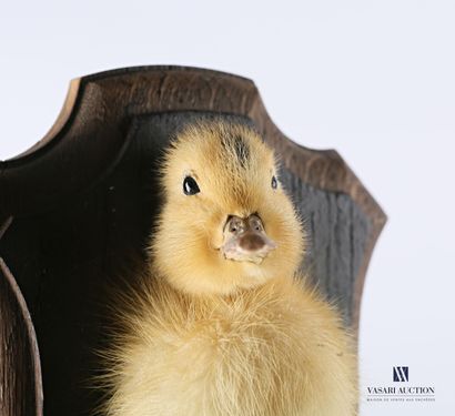 null Half duckling (Anas platyrhynchos domesticus, not regulated) on wooden escutcheon

Height...