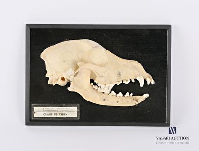 null Longitudinal section on a dog skull escutcheon (Canis lupus familiaris, not...