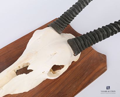 null Oryx (Oryx gazella, unregulated) massacre on wooden escutcheon 

Height : 131...