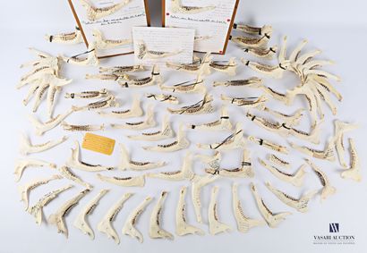 null Important set of deer jaws with scientific annotations. (Capreolus capreolus)

(as...