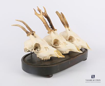 null Set of three deer skulls (Capreolus capreolus, unregulated) on an oblong wooden...