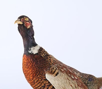 null Male Colchis pheasant (Phasianus colchidus, not regulated) on a wooden base.

Height...