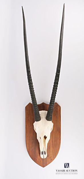 null Oryx (Oryx gazella, unregulated) massacre on wooden escutcheon 

Height : 131...