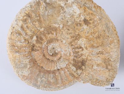 null Set of two fossilized ammonites.

Length : from 11 to 12 cm