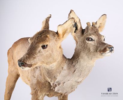 null Deer with head of a roe deer and a goat deer, (Capreolus capreolus, not regulated)...