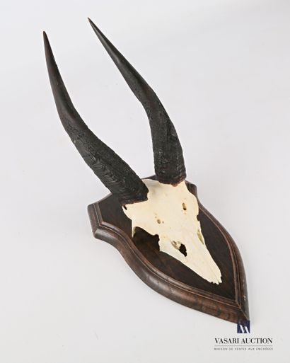 null Kill of a sylvatic guib (Tragelaphus sylvaticus, unregulated) on a wooden escutcheon

Height...