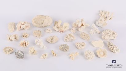 null Set of thirty various corals.

Length : from 4 to 12 cm