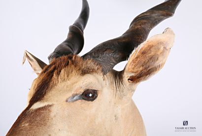 null Derby eland (Taurotragus derbianus, not regulated)

Height : 150 cm 150 cm -...
