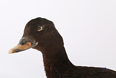 null Taxidermy of a female common scoter (Melanitta fusca) on a wooden base 

Height...