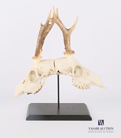 null Pair of deer skulls (Capreolus capreolus, not regulated) in Siamese style on...