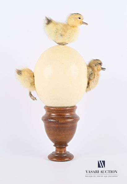 null Creation including an ostrich egg (Struthio camelus, unregulated) and three...