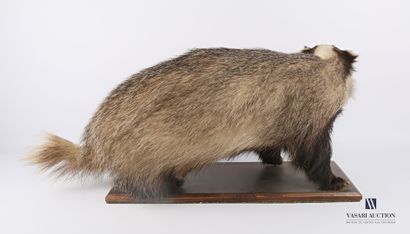 null Badger (Meles meles, not regulated) on a wooden base.

Height : 33 cm 33 cm...