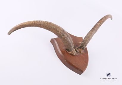 null Pair of goat horns (Capra hircus, not regulated) on a wooden escutcheon.

Height...