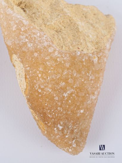 null Ensemble de deux fossiles en forme de dent.

Long. : de 8 à 11 cm