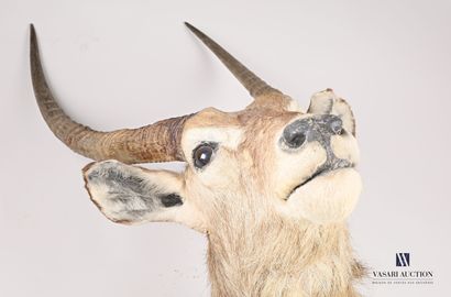 null Crescent cobbler's head (Kobus ellipsiprymnus, unregulated)

(horns not attached)

Height...