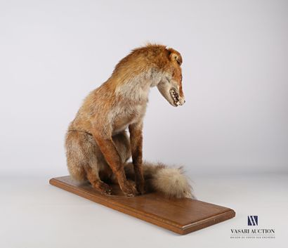null Renard assis (Vulpes vulpes, non réglementé) sur socle en bois

Haut. : 46 cm...
