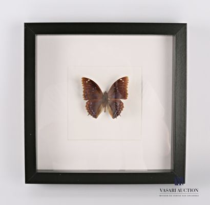 null Cadre vitré contenant un papillon (Lepidoptera spp, non réglementé)

21,5 x...