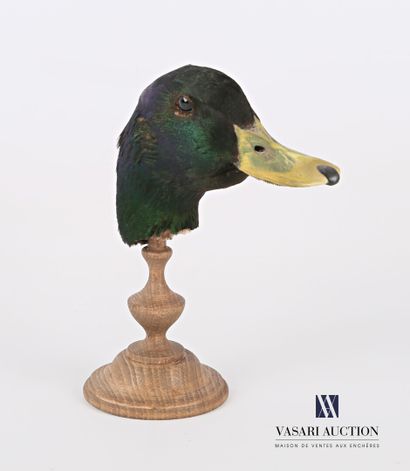null Head of a green-necked duck (Anas platyrhynchos domesticus, not regulated) standing...