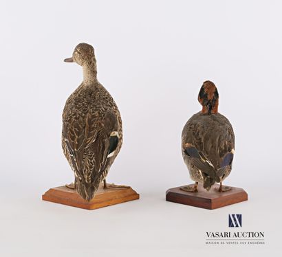 null 
Pair of teal (Anas crecca, pre-regulation), on a wooden base.




(slight wear...