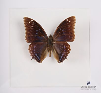 null Cadre vitré contenant un papillon (Lepidoptera spp, non réglementé)

21,5 x...
