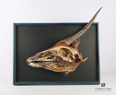 null Half skull with horn of Cobe defassa (Kobus ellipsiprymnus, not regulated) in...