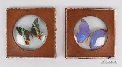 null Pair of square frames with a circular view containing respectively a butterfly,...