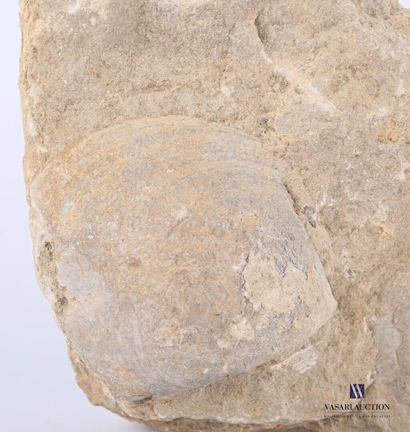null Ensemble de deux coques fossilisés.

Haut. : 8 cm - Long. : 25 cm - Larg. :...