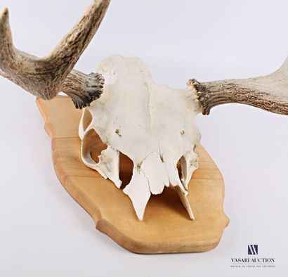null Moose (Alces alces, not regulated) on wooden escutcheon

Height : 70 cm 70 cm...