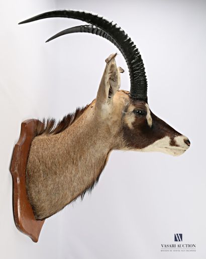 null Cape head of a roan antelope (Hippotragus equinus, not regulated) on a wooden...