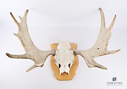 null Moose (Alces alces, not regulated) on wooden escutcheon

Height : 70 cm 70 cm...