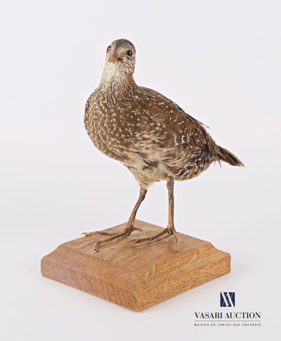 null Spotted Crake (Porzana porzana, not regulated) on a wooden base, specimen collected...