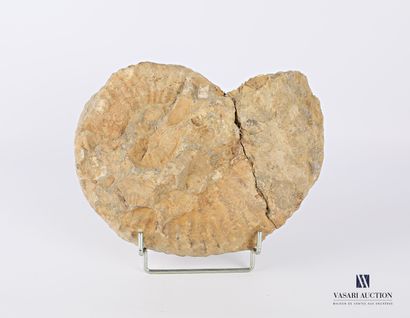 null Grande ammonite, (Ammonoidea, non réglementé)

(fêles et restaurations)

Haut....