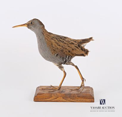 null Water rail (Rallus Aquaticus, not regulated) on a wooden base 

Species collected...