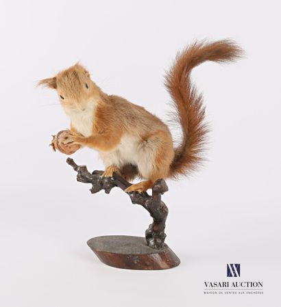 null 
Squirrel (Sciurus vulgaris) with nut on stump, early taxidermy, 1950s/1960s.




(wear...