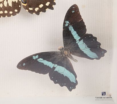 null Boîte entomologique vitrée contenant neuf papillons en présentation design.

Marqué...