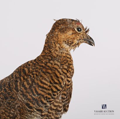 null 
Female black grouse (Lyrurus tetrix, pre-regulation) connected to a wooden...