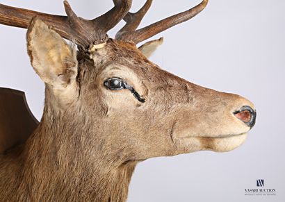 null Elaphe deer (Cervus elaphus, unregulated) head with ten irregular horns on an...