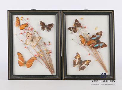 null Set of two rectangular frames each containing four butterflies in a naturalized...